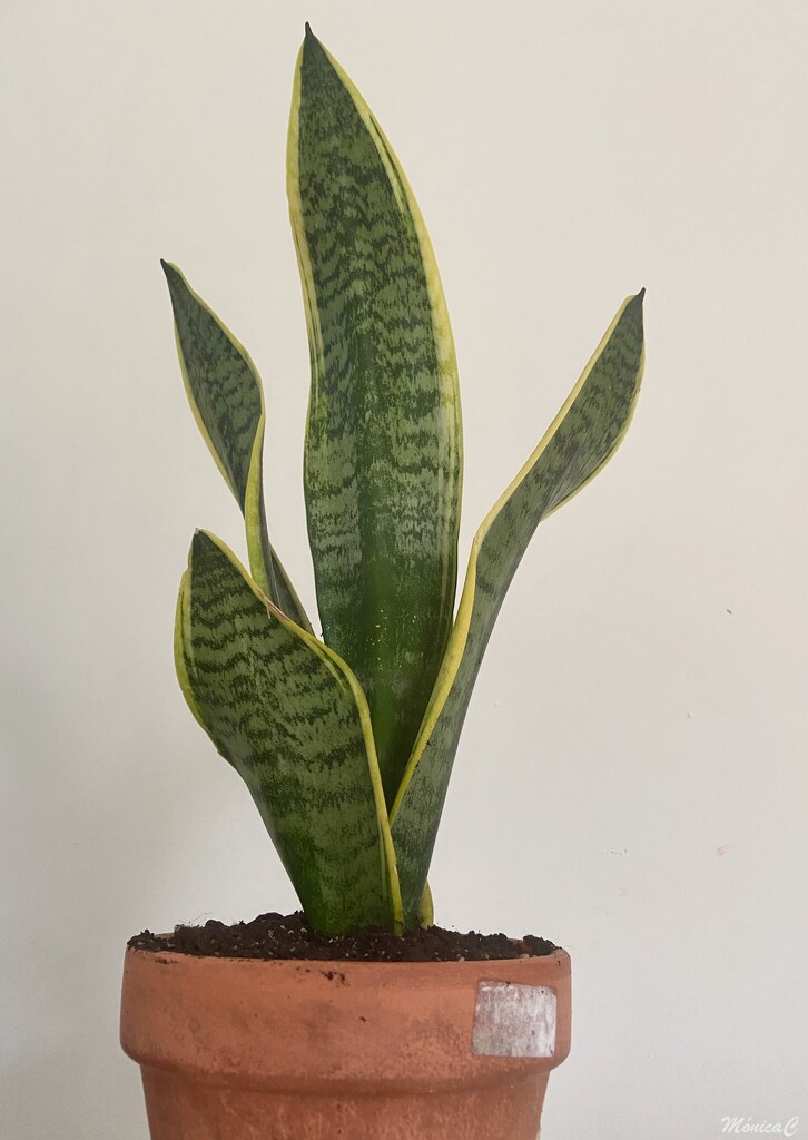 Sansevieria by monicac
