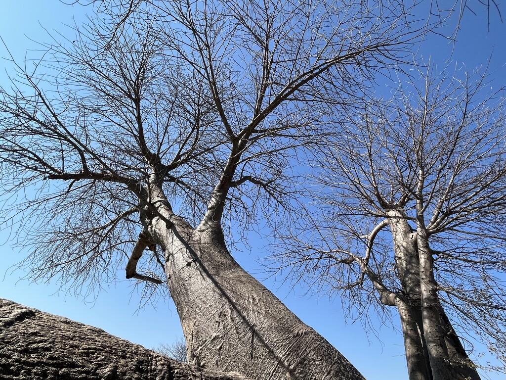 Boabab Tree by lmsa