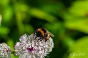 26th Jul 2023 - Bumblebee