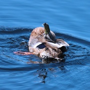 6th Jul 2023 - duck yoga