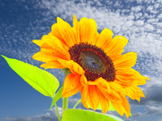 26th Jul 2023 - Sun flower.............830
