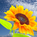 Sun flower.............830 by neil_ge