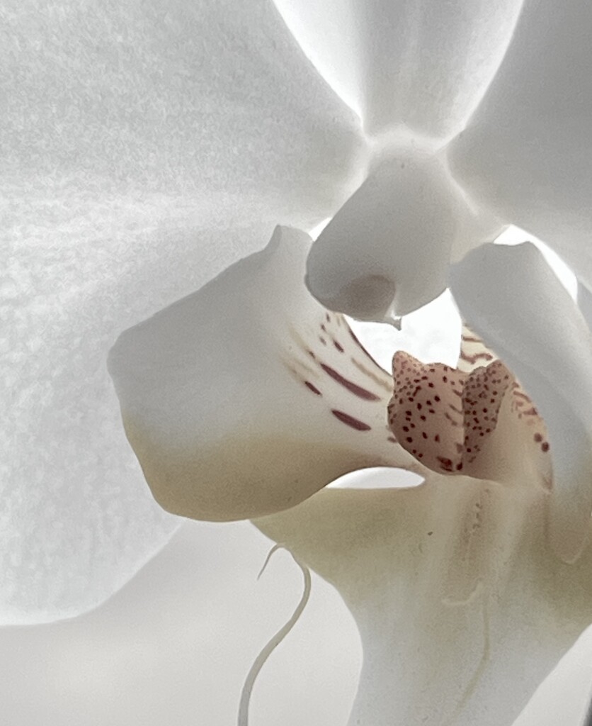 Inside an Orchid  by rensala