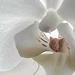 Inside an Orchid  by rensala