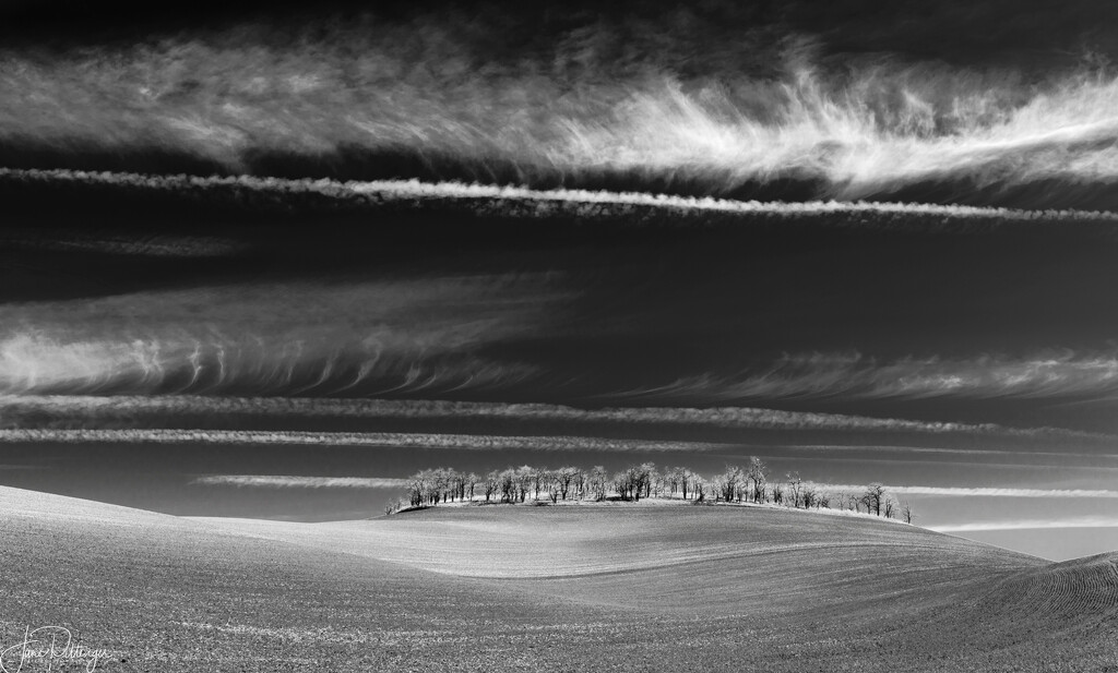 Black and White Trees In the Rolling Hills 2023 by jgpittenger