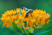 26th Jul 2023 - Buzz-cut Pollinator
