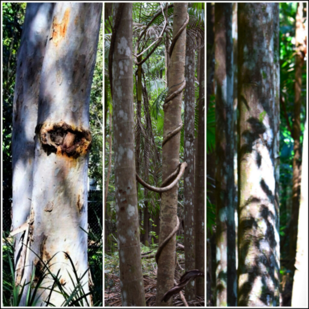 Three Different Tree Trunks ~  by happysnaps