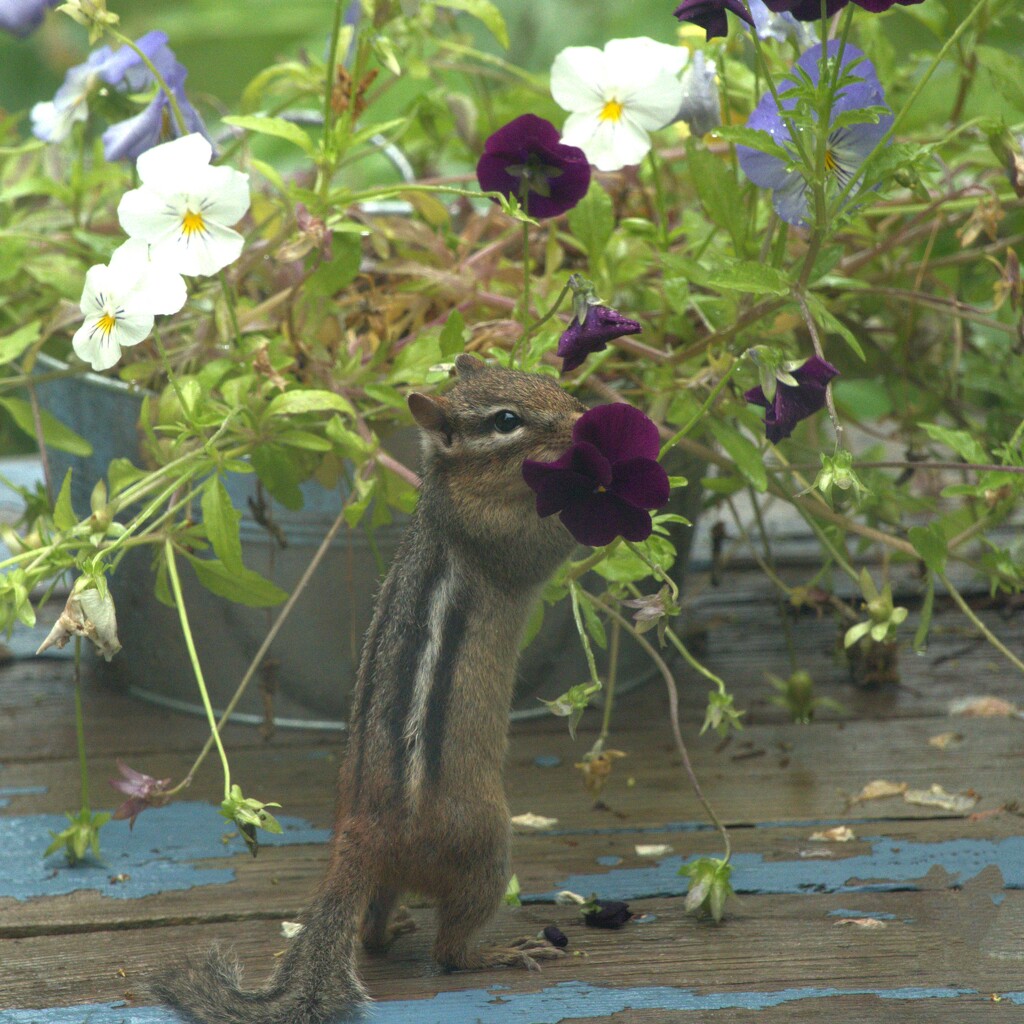 Chippy tasting the edible Pansies! by radiogirl