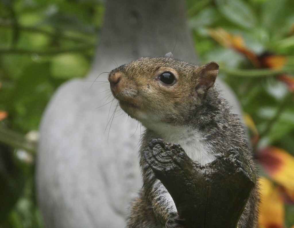 squirrel portrait by amyk