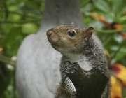 26th Jul 2023 - squirrel portrait