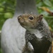 squirrel portrait by amyk