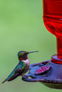 26th Jul 2023 - Hummingbird