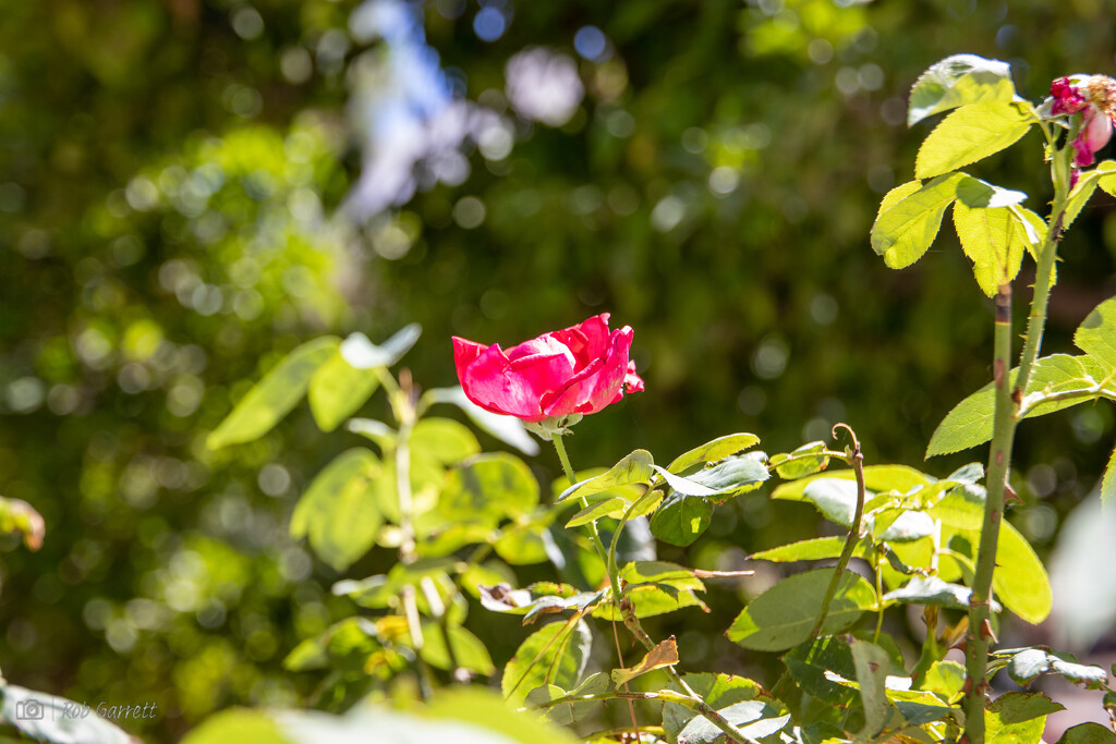 Lone flower by robgarrett