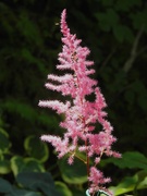 27th Jul 2019 - Astilbe