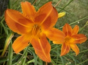 26th Jul 2023 - Orange~orange the beautiful lily.