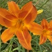 Orange~orange the beautiful lily. by eahopp