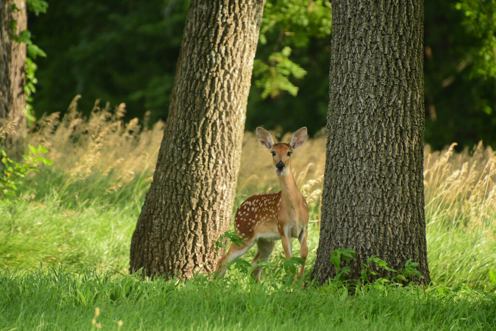 Bambi Between Two Trees by kareenking
