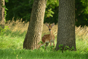 26th Jul 2023 - Bambi Between Two Trees
