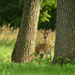Bambi Between Two Trees by kareenking