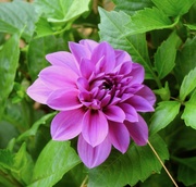 28th Jul 2019 - Dahlia