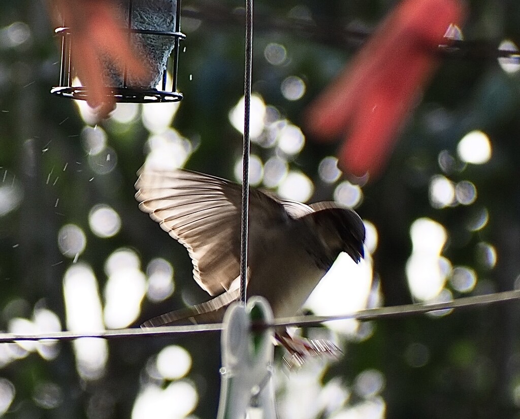 Never mind the pegs or line but I got a sparrow in flight stil not a great quality  by Dawn