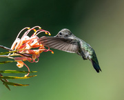 26th Jul 2023 - Anna's Hummingbird