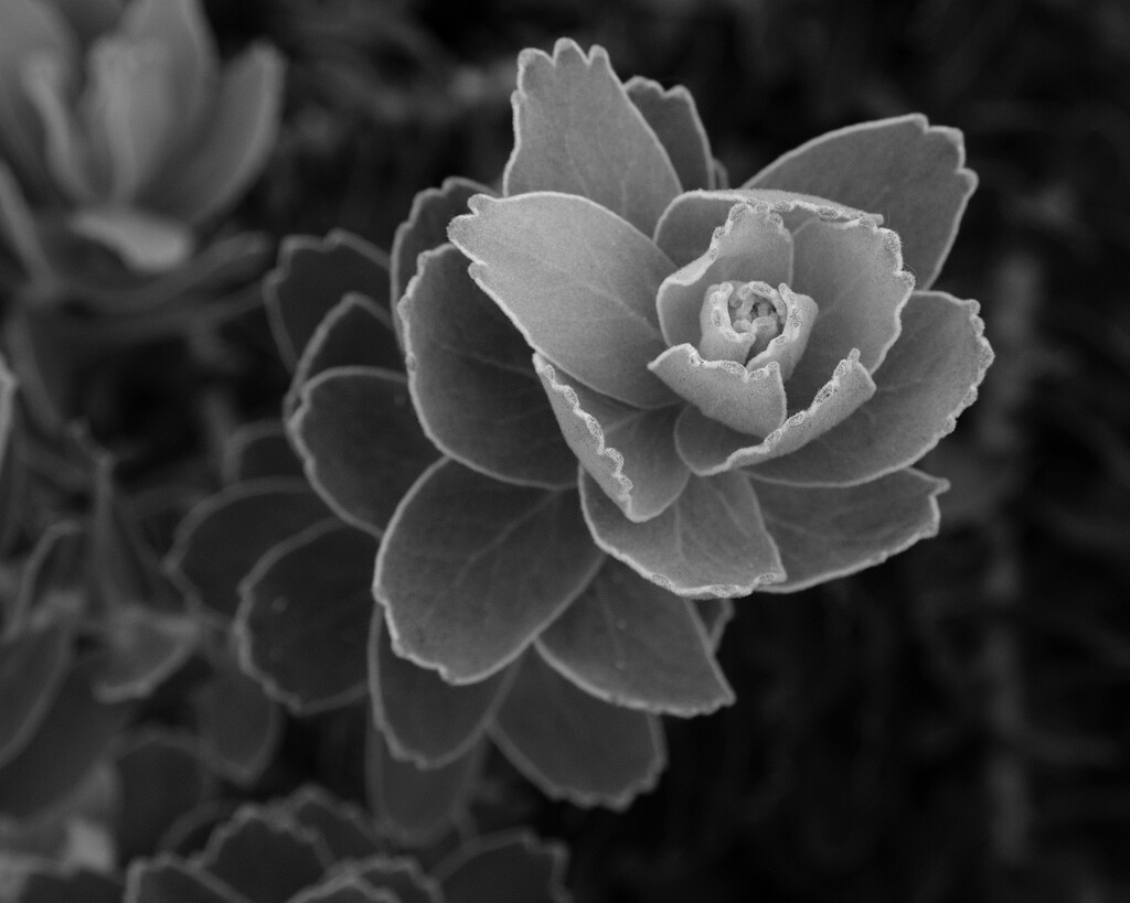 Euphorbia by lsquared