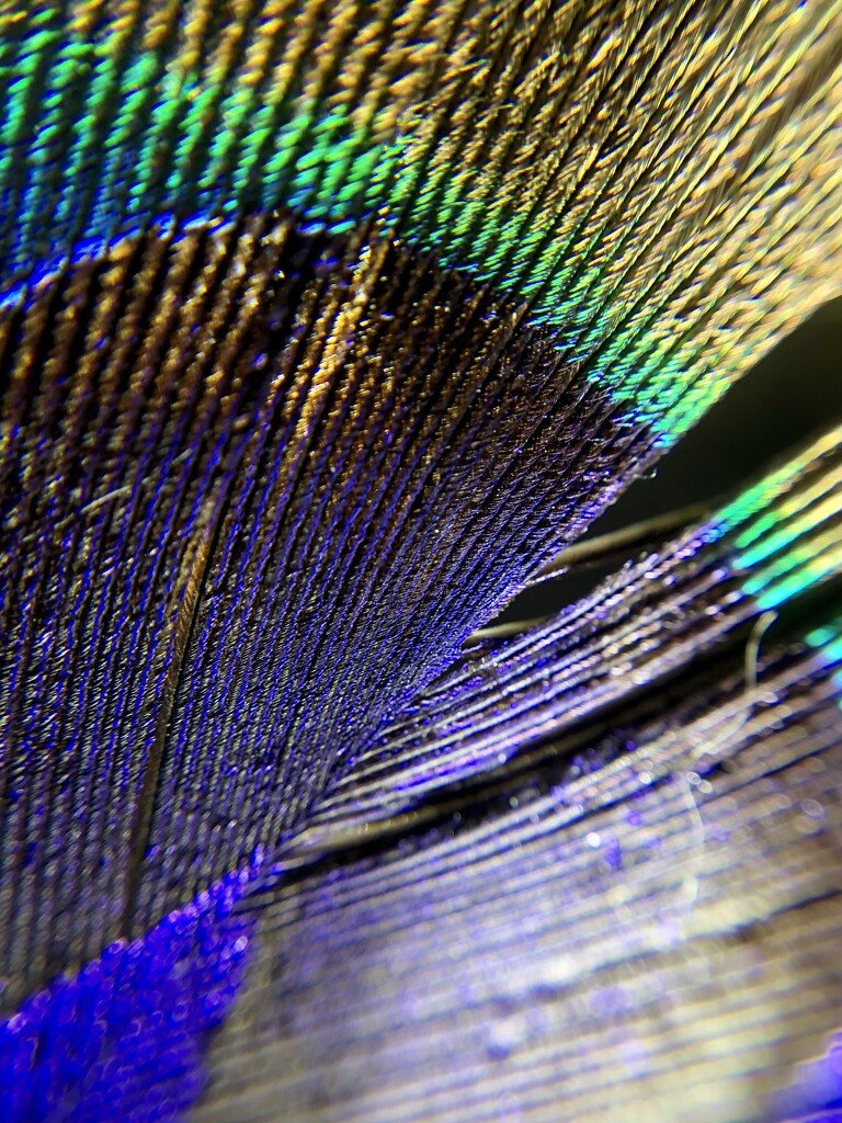 Peacock feather macro by metzpah