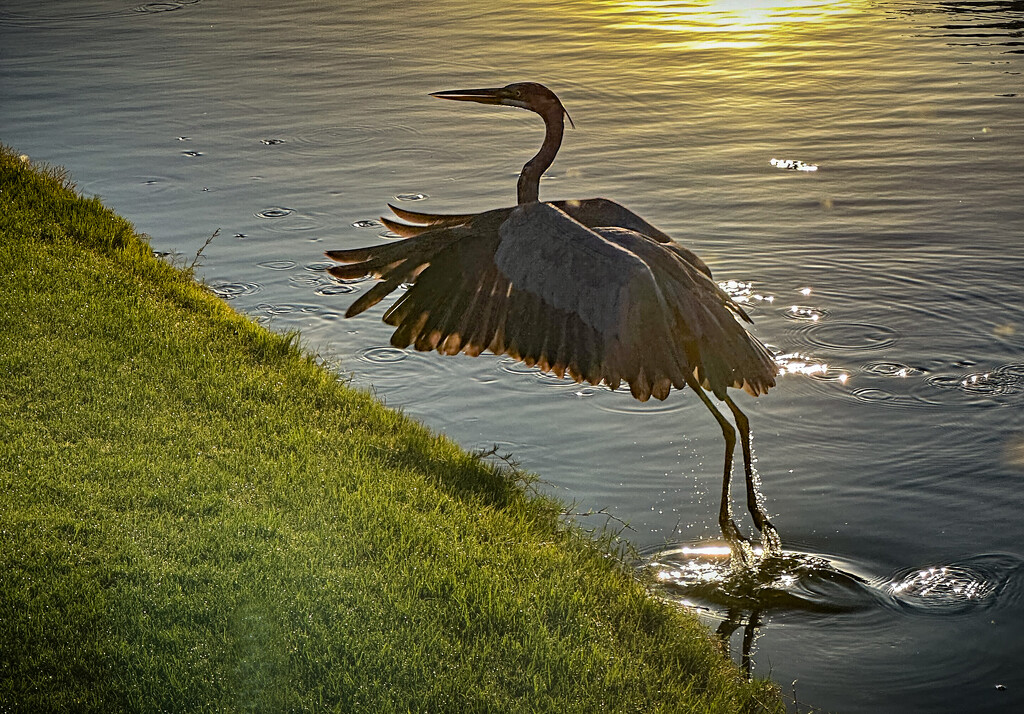 Heron, Looking for Breakfast by 365projectorgbilllaing