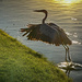 Heron, Looking for Breakfast by 365projectorgbilllaing