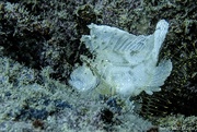 27th Jul 2023 - white leaf scorpionfish 
