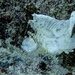 white leaf scorpionfish  by wh2021
