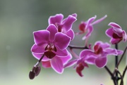 27th Jul 2023 - Elaine's Orchid
