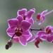 Elaine's Orchid by jamibann