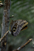 16th Jul 2023 - #161 - Owl butterfly