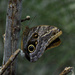#161 - Owl butterfly by chronic_disaster