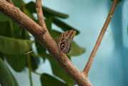 15th Jul 2023 - #160 - Owl butterfly