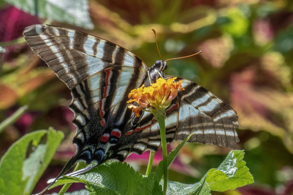 Zebra Swallowtail by kvphoto