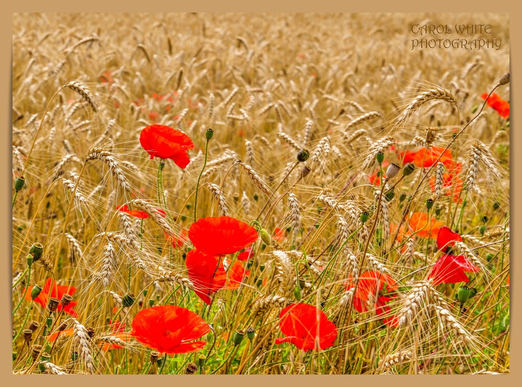 Poppies In A Wheat Field by carolmw