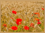 27th Jul 2023 - Poppies In A Wheat Field