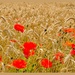 Poppies In A Wheat Field by carolmw