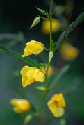 28th Jul 2023 - Yellow flowers