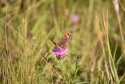 27th Jul 2023 - Gatekeeper Bfly......