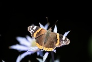 26th Jul 2023 - Red Admiral