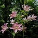 7-8' Tall Lillium! by sunnygreenwood