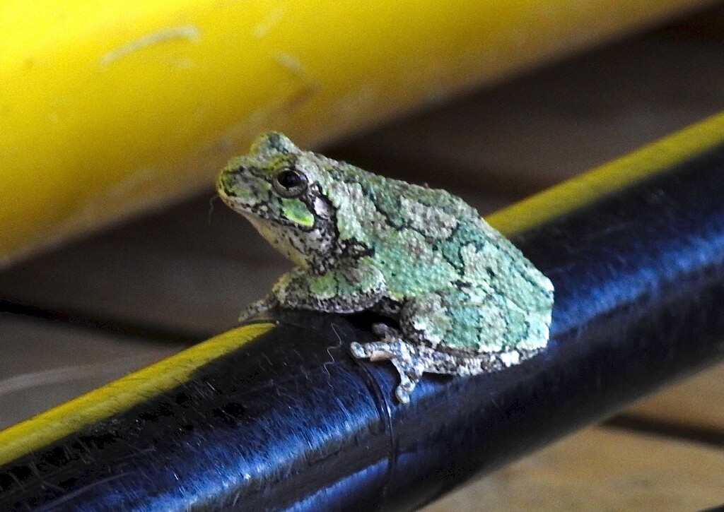 Tiny Tree Frog by sunnygreenwood