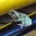 Tiny Tree Frog by sunnygreenwood