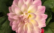 27th Jul 2023 - Dahlia