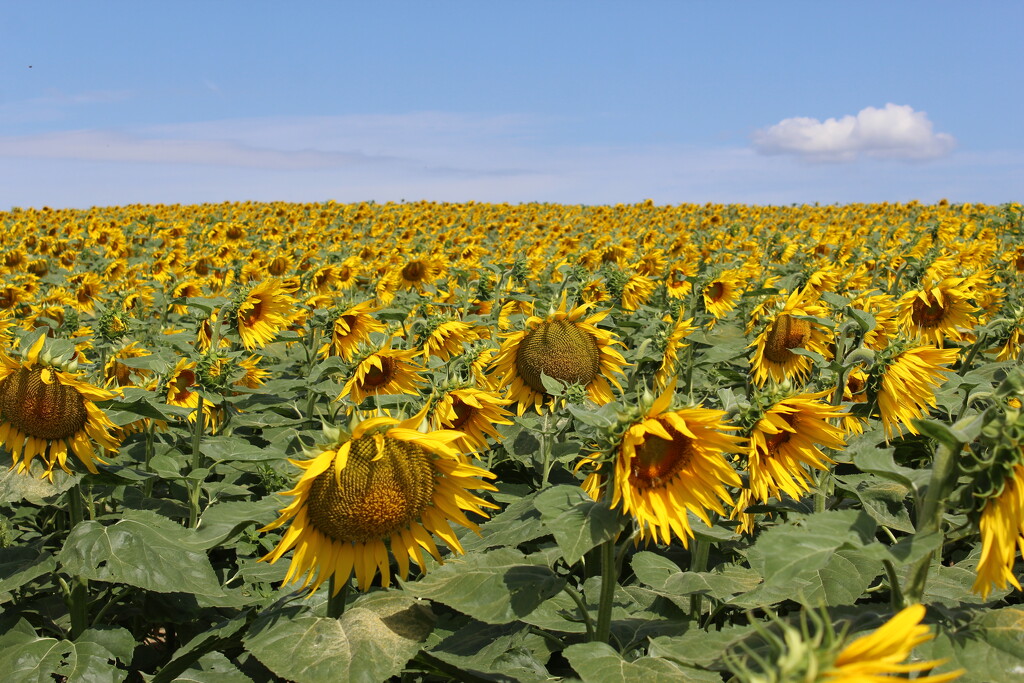 Sunflower field! :) by solarpower