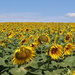 Sunflower field! :) by solarpower